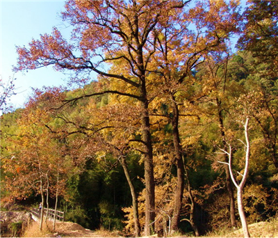 赛道风景