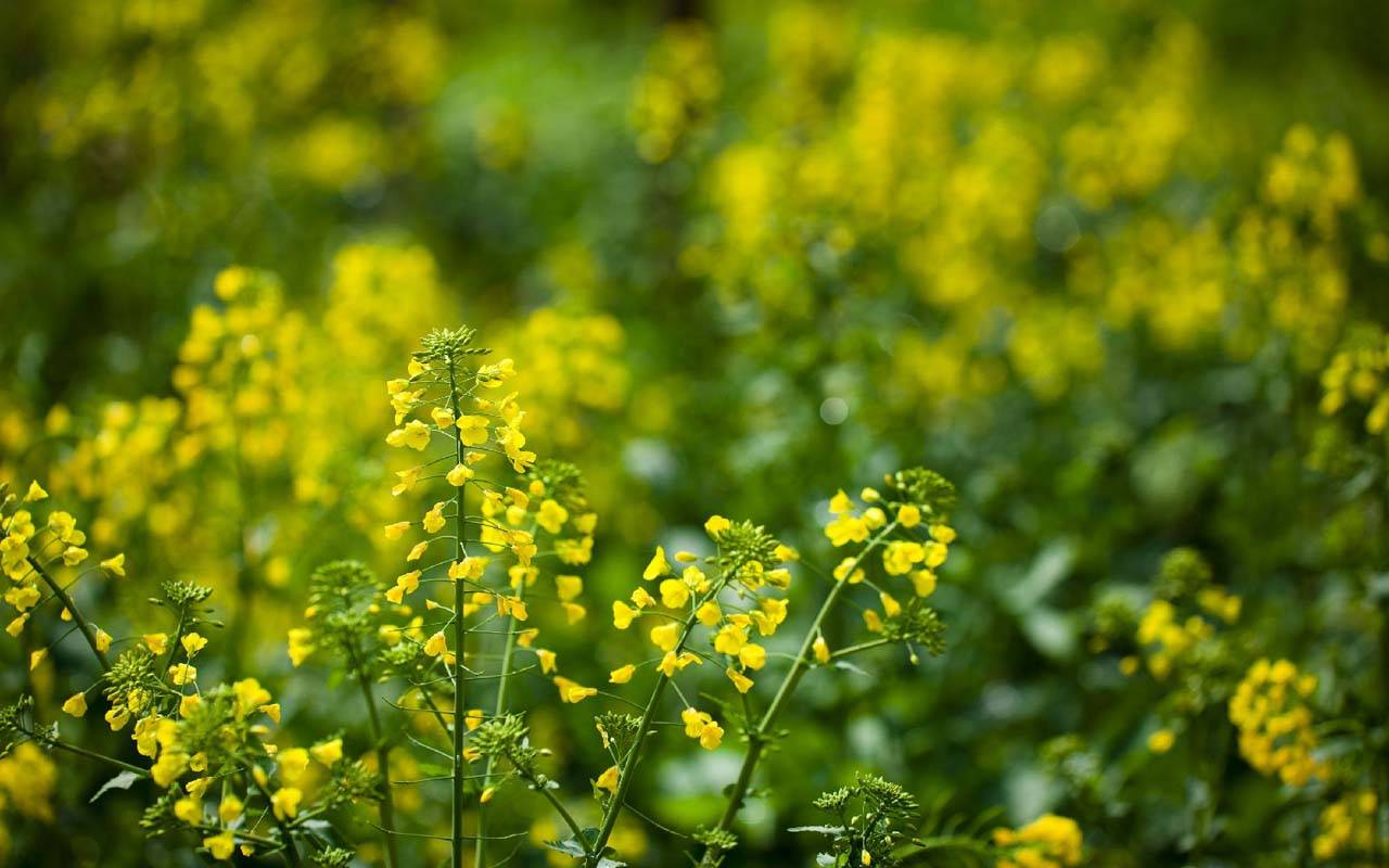 三生三世十里油菜花3.jpg
