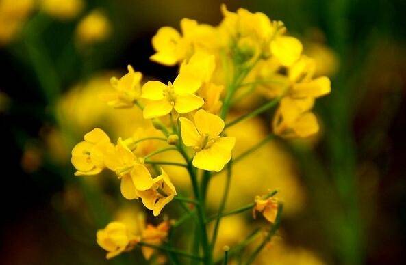 三生三世十里油菜花6.jpg