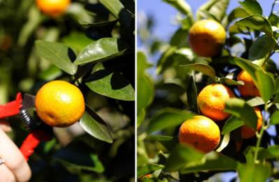 三生三世十里油菜花11.jpg