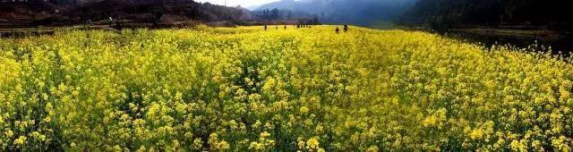 油菜花.jpg