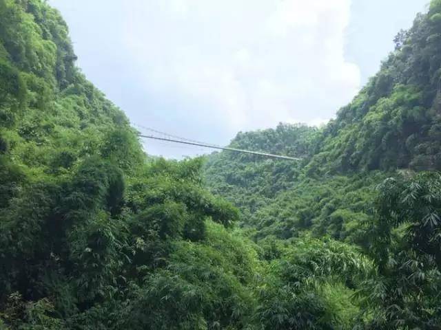 竹林.jpg
