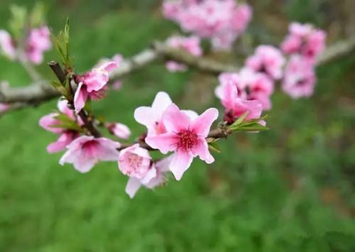 桃花.webp.jpg