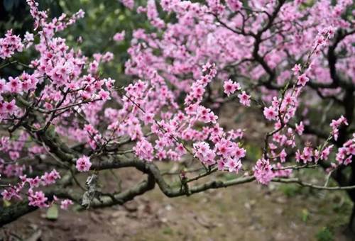 很多桃花.webp.jpg