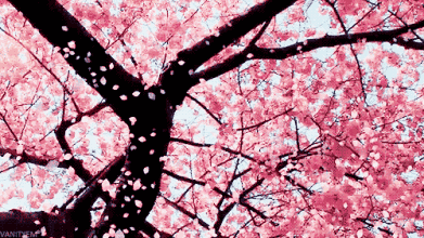 桃花开.gif