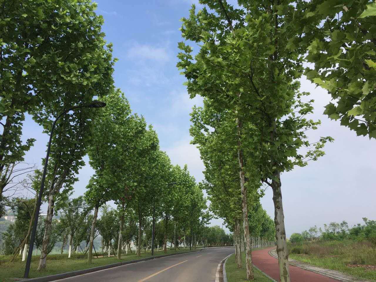 广阳岛2.jpg