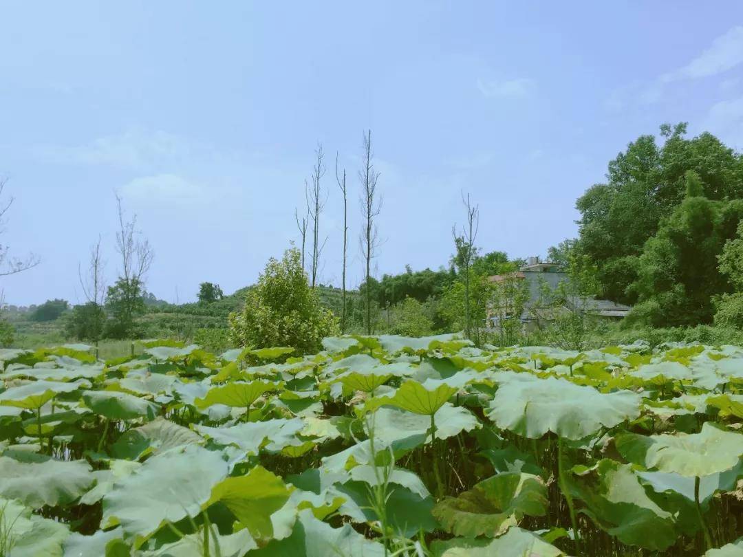 微信图片_20180824150351.jpg