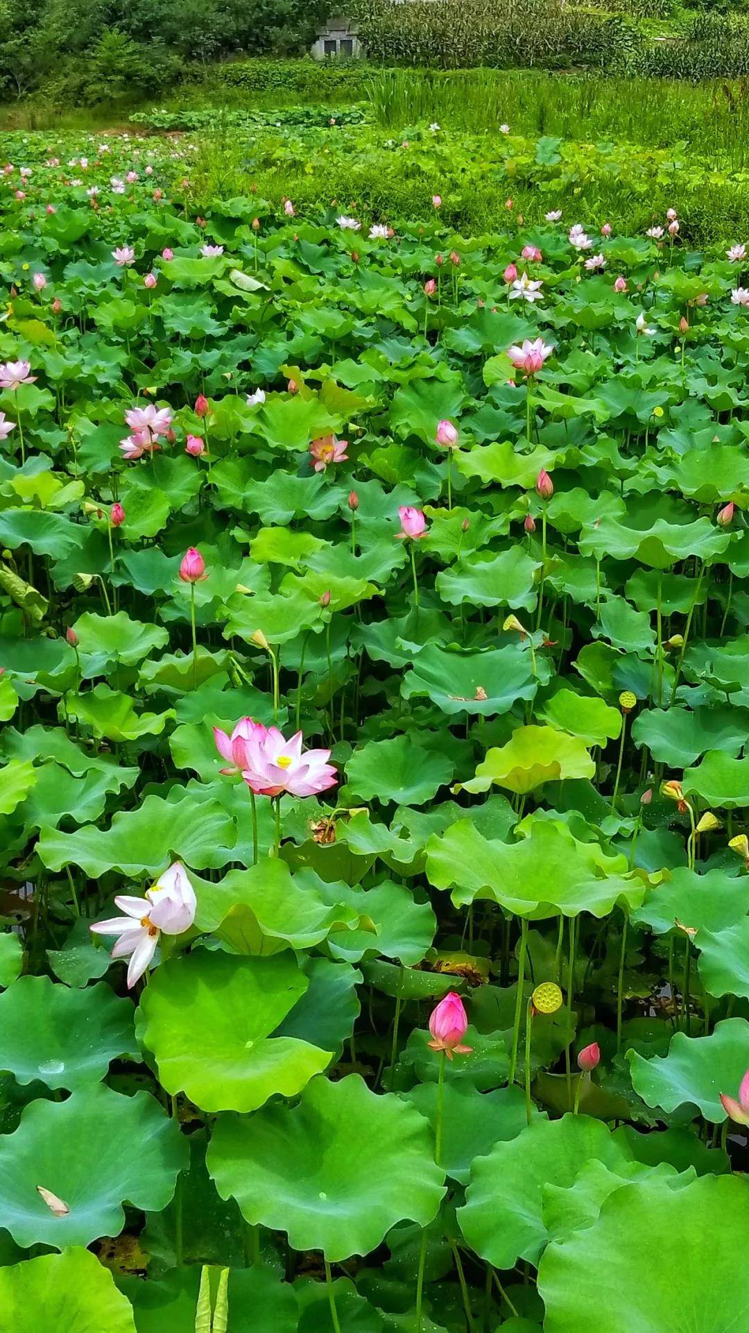 微信图片_20190517091938.jpg