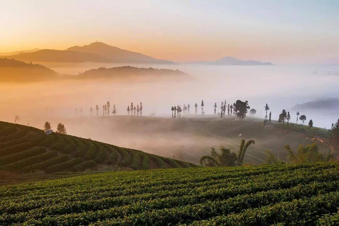 云南普洱 一个将风景,历史与文化发挥到极致的地方 从茶马古道到万亩