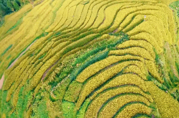 微信图片_20190815154108.gif